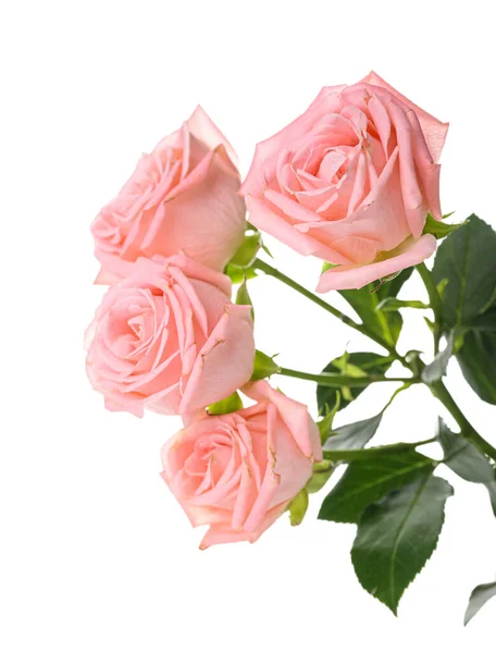 Beautiful Pink Roses White Background — Stock Photo, Image