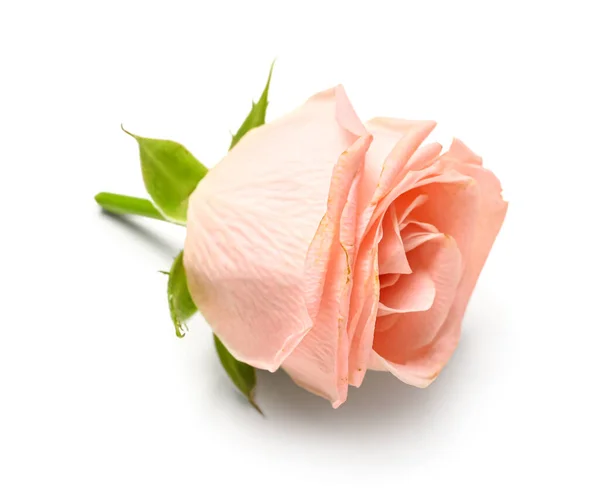 Rosa Bonita Rosa Fundo Branco — Fotografia de Stock