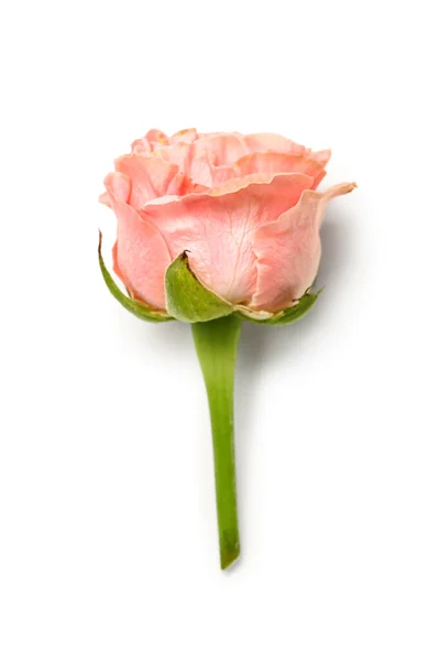 Beautiful Pink Rose White Background Top View — Stock Photo, Image