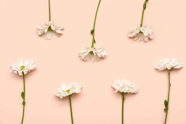 Beautiful Daisy Flowers Pink Background — Zdjęcie stockowe