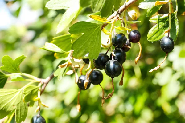 Black Currant Berries Branch Garden — Stock Photo, Image