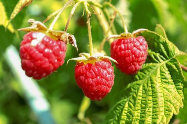Bush with ripe raspberries on sunny day, closeup