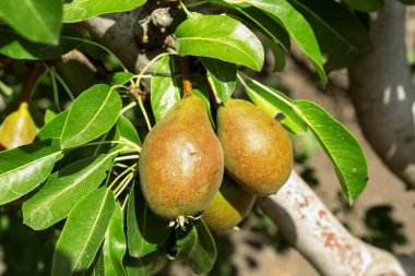 Delicious pear on tree branch in garden