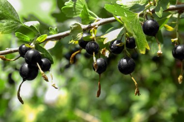 Black currant berries on branch in garden