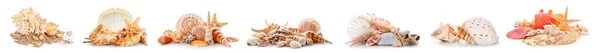 Set Different Sea Shells Isolated White — 스톡 사진
