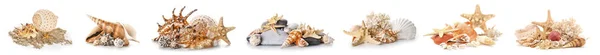 Set Different Sea Shells Isolated White — Foto Stock