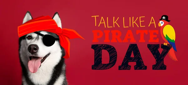 Cute Husky dog and text TALK LIKE A PIRATE DAY on red background