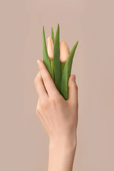 Female Hand Tulip Flowers Beige Background — Stock Photo, Image