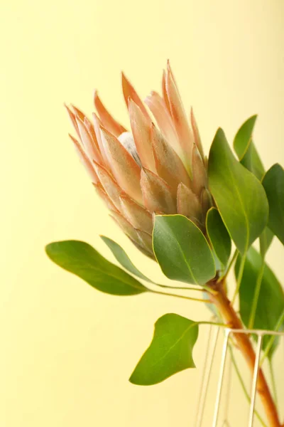 Vase Beautiful Protea Flower Beige Background Closeup — Stock Photo, Image
