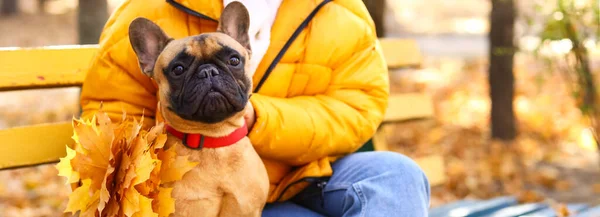 Young Woman Cute French Bulldog Sitting Bench Autumn Park — Stock Photo, Image