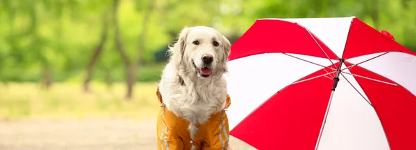 Funny Dog Raincoat Umbrella Park — Fotografia de Stock