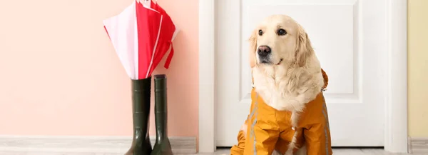 Funny dog in stylish raincoat near door at home