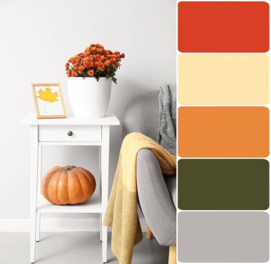 Pot with beautiful Chrysanthemum flowers and autumn decor on table near light wall in room. Different color patterns