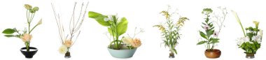 Set of beautiful ikebanas isolated on white 