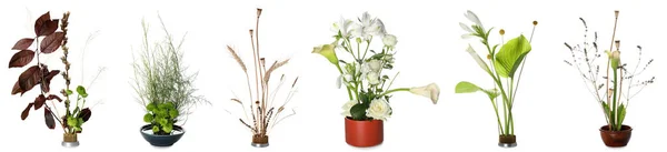 Set Beautiful Ikebanas White Background — Foto Stock