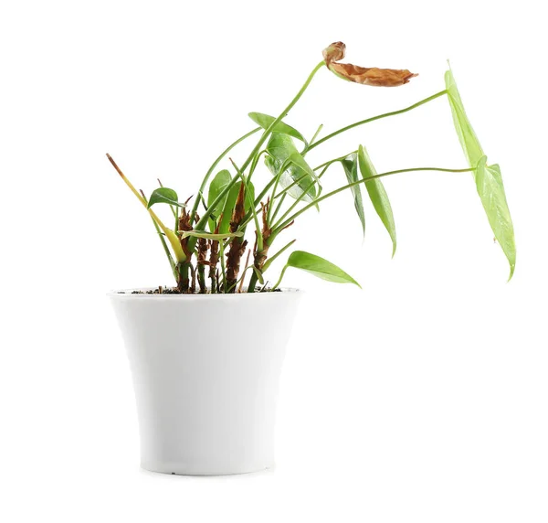 Wilted Houseplant Pot White Background — Φωτογραφία Αρχείου