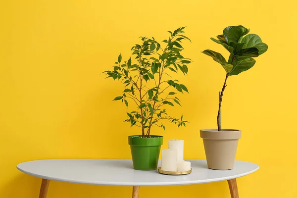 Wilted Houseplants Candles Table Yellow Wall — Foto de Stock