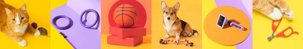 Collage Different Pet Accessories Color Background — Stockfoto