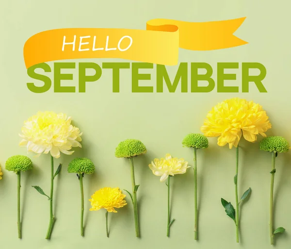 Text Hello September Beautiful Autumn Chrysanthemum Flowers Light Green Background — Photo