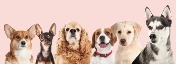 Cute Different Dogs Beige Background — Photo