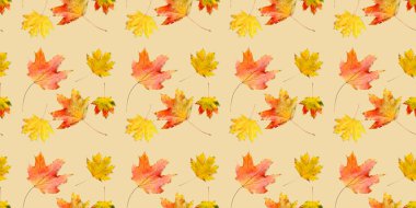 Many maple autumn leaves on beige background. Banner for design