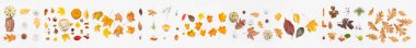Set of autumn leaves, berries, seeds and pumpkins on white background