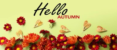 Fresh chrysanthemum flowers and text HELLO AUTUMN on light green background