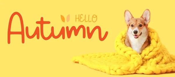 Cute Corgi Dog Warm Plaid Text Hello Autumn Yellow Background — Fotografia de Stock