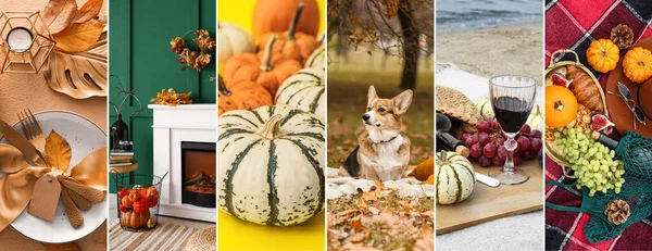Beautiful Collage Thanksgiving Day Celebration Dog Pumpkins — Stock Photo, Image