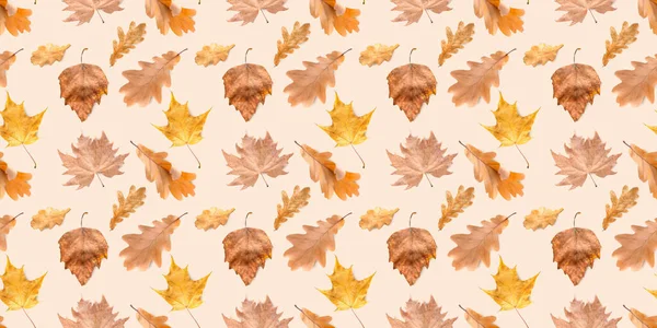 Many Autumn Leaves Light Background Banner Design — Stockfoto