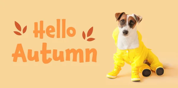 Cute Funny Dog Autumn Clothes Beige Background — Fotografia de Stock