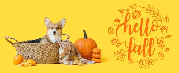 Cute Dog Wicker Basket Plaid Pumpkins Yellow Background Hello Fall — 스톡 사진