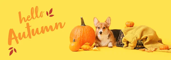 Cute Dog Basket Pumpkins Yellow Background Hello Autumn — Fotografia de Stock