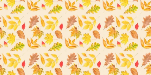 Many Different Autumn Leaves Light Background Banner Design — Stockfoto