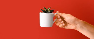 Female hand holding cup with succulent on red background