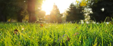 Beautiful green grass in park on sunny autumn day
