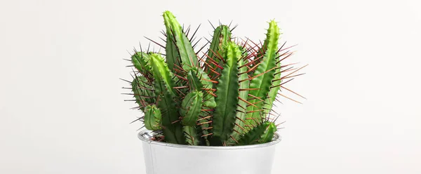 Green Cactus Pot White Background Closeup — Photo