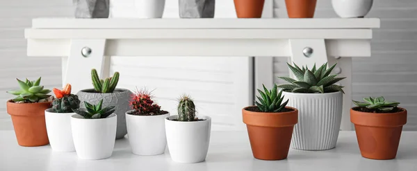 Green Cacti Succulents Pots Table — Stock Photo, Image