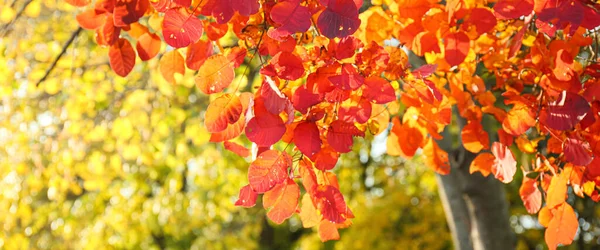 Vackert Träd Med Röda Löv Höstparken — Stockfoto