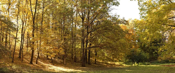 View Beautiful Trees Autumn Park — Stock Photo, Image