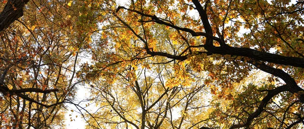 Autumn trees in forest on sunny day