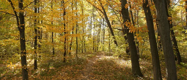 Güneşli günde güzel sonbahar ormanı