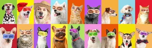 Collage Cats Dogs Human Eyes Bright Background — ストック写真