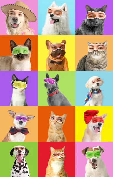 Set Cats Dogs Human Eyes Colorful Background — 图库照片