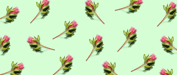 Many Beautiful Protea Flowers Green Background Pattern Design — Foto Stock