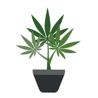 Hemp plant in pot on white background