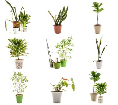 Set of wilted plants isolated on white