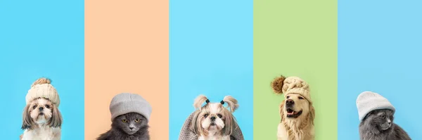 Set Cute Animals Warm Hats Color Background — Photo