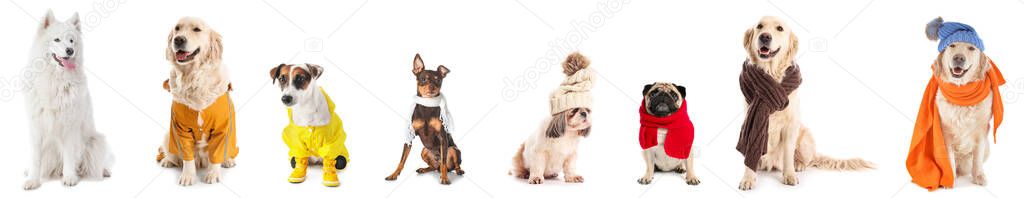 Set of cute dogs in warm clothes on white background