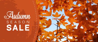 Banner for autumn sale with tree branches
